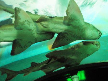 Trois Femelles Requins Tigres ?!